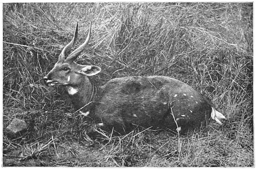 De sierlijke antilope, Tragelapus sylvaticus.