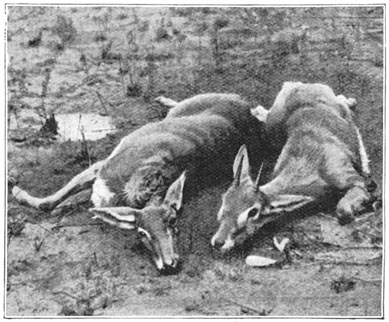 Twee oribi’s, een soort van antilope.
