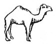 camel