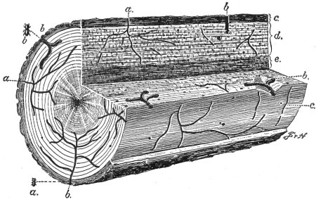 Work of Ambrosia Beetles in Tulip or Yellow Poplar Wood