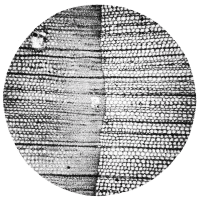 cross-section