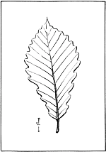 leaf