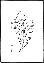 leaf