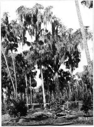 Semi-tropical Forest, Florida