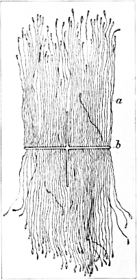 Brood Galleries of the Oak Bark Beetle.