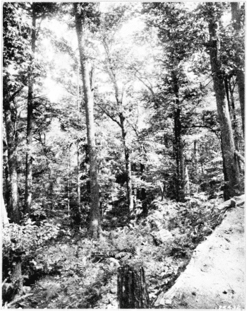 Virgin Forest, Trees of All Ages. Jackson Co., North Carolina.