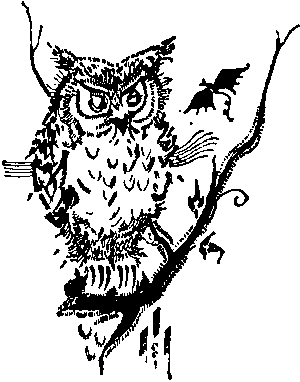 Owl eyeing and insect.