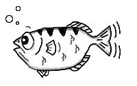 [image of Archer
Fish]
