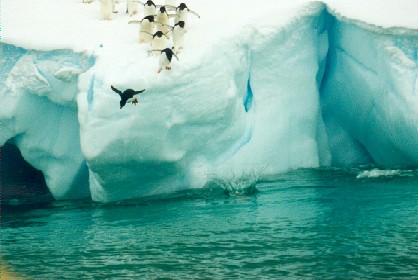 Diving Penguins