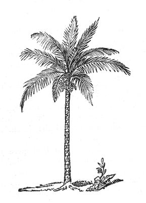 Palm tree