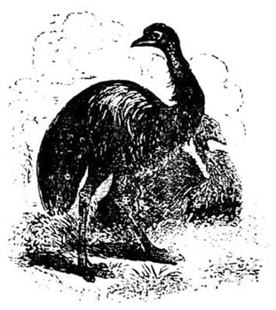 A Cassowary