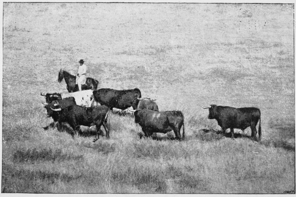 Plate XI.

BULLS ON THE PLAINS.

Page 57.