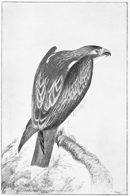 Plate XIV.

BOOTED EAGLE—Female, shot 11th April, 1872.

Page 81.