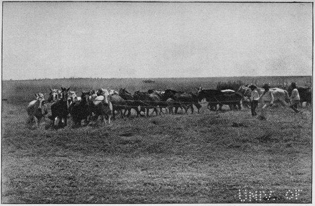 Plate XXVIII.

THRESHING THE CORN WITH YEGUAS (MARES).

Page 226.