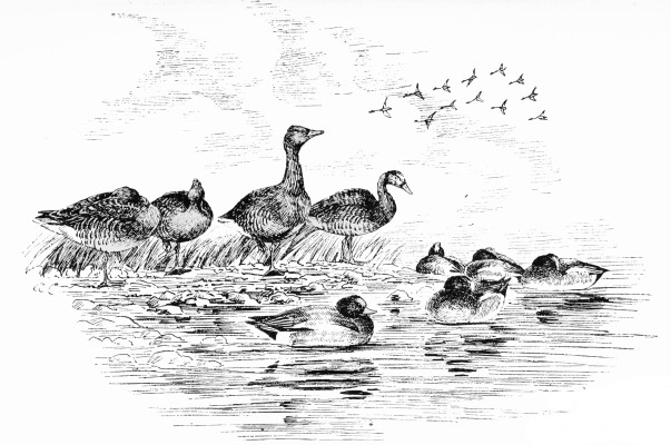 Plate XLVII.

GREY GEESE AND WIGEON—MIDDAY.

Page 378.