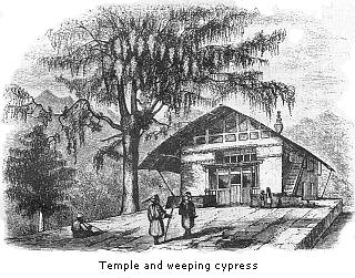 Temple and weeping cypress